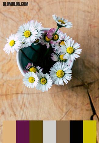 Paletas de Colores 8