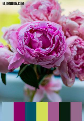 Paletas de Colores 8