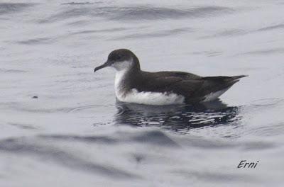 ALLENDE LOS MARES (12/11/2016) CON GORKA OCIO