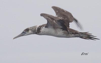 ALLENDE LOS MARES (12/11/2016) CON GORKA OCIO