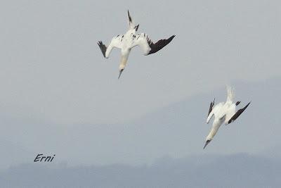 ALLENDE LOS MARES (12/11/2016) CON GORKA OCIO