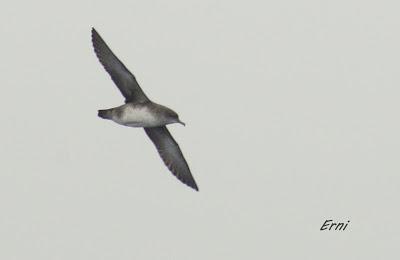 ALLENDE LOS MARES (12/11/2016) CON GORKA OCIO