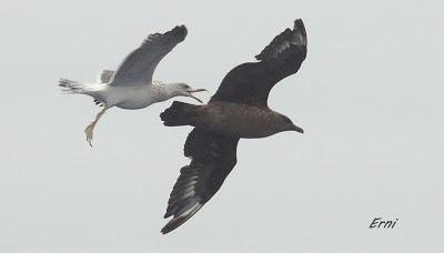 ALLENDE LOS MARES (12/11/2016) CON GORKA OCIO