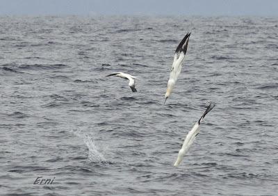ALLENDE LOS MARES (12/11/2016) CON GORKA OCIO