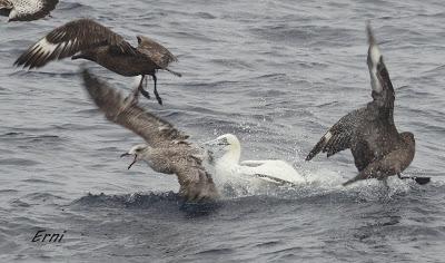 ALLENDE LOS MARES (12/11/2016) CON GORKA OCIO