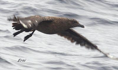 ALLENDE LOS MARES (12/11/2016) CON GORKA OCIO