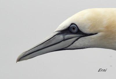 ALLENDE LOS MARES (12/11/2016) CON GORKA OCIO