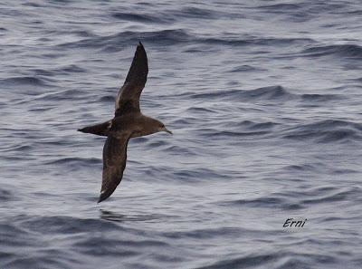 ALLENDE LOS MARES (12/11/2016) CON GORKA OCIO