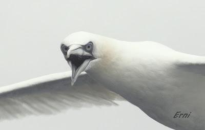 ALLENDE LOS MARES (12/11/2016) CON GORKA OCIO