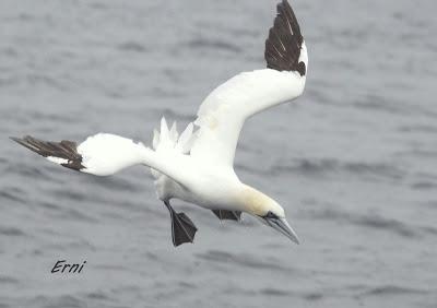 ALLENDE LOS MARES (12/11/2016) CON GORKA OCIO
