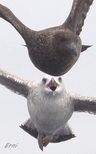 ALLENDE LOS MARES (12/11/2016) CON GORKA OCIO