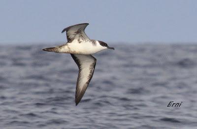 ALLENDE LOS MARES (12/11/2016) CON GORKA OCIO