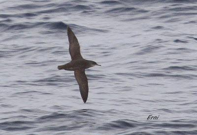 ALLENDE LOS MARES (12/11/2016) CON GORKA OCIO