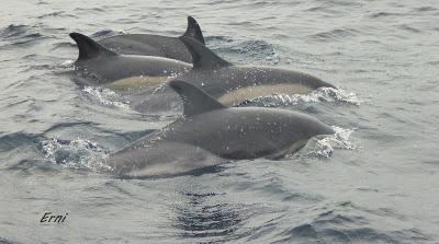 ALLENDE LOS MARES (12/11/2016) CON GORKA OCIO