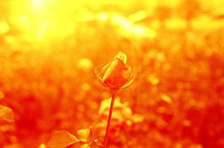 5 Tips para conseguir fotos otoñales 5 Tips para conseguir fotos otoñales