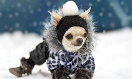 Cuidado de los perros en invierno