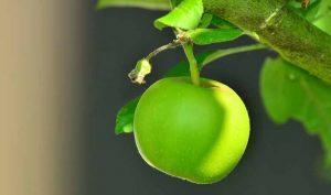 Manzana para la irritación de los ojos