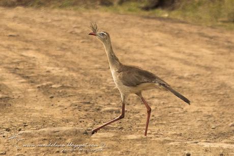 Chuña patas rojas ( Red-legged Seriema) Cariama cristata