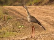 Chuña patas rojas Red-legged Seriema) Cariama cristata