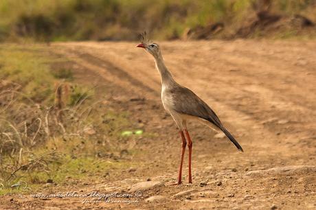 Chuña patas rojas ( Red-legged Seriema) Cariama cristata