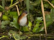 Burrito común (Rufous-side Crake) Laterallus melanophaius