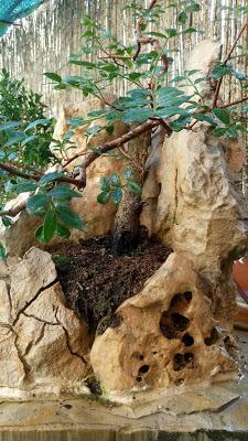 El KETO un año después .