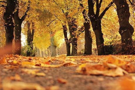 ¿Por qué influye el otoño en nuestro estado de ánimo?