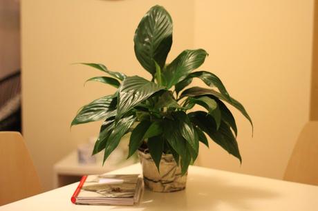 Obsesión por el mármol