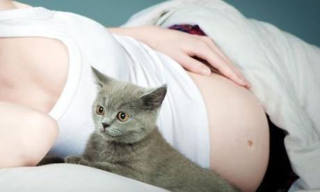 Toxoplasmosis: las embarazadas y los gatos
