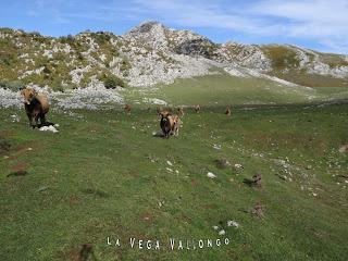 AA.RR. Alba (La Texera)-Val.longo-L' Angliru-Moncuevu-Covachos