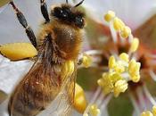 Recolectando polen collecting pollen.