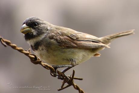 Corbatita común (Double-collared Seedeater) Sporophila caerulescens