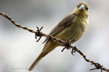 Corbatita común (Double-collared Seedeater) Sporophila caerulescens