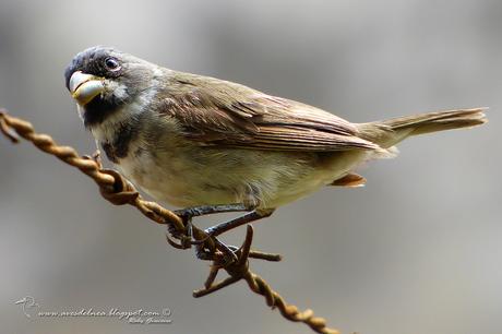 Corbatita común (Double-collared Seedeater) Sporophila caerulescens