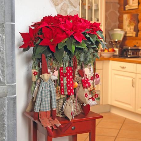 Stars for Europe navidad nórdica flor de pascua estrella de Navidad diy decoración navideña decoración navidad decoración interiores Calendarios de adviento con poinsettias blog decoración nórdica 