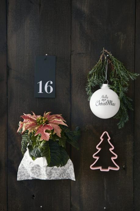 Stars for Europe navidad nórdica flor de pascua estrella de Navidad diy decoración navideña decoración navidad decoración interiores Calendarios de adviento con poinsettias blog decoración nórdica 