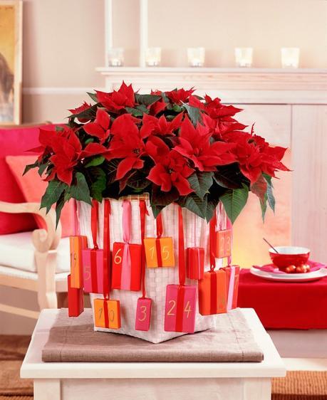 Stars for Europe navidad nórdica flor de pascua estrella de Navidad diy decoración navideña decoración navidad decoración interiores Calendarios de adviento con poinsettias blog decoración nórdica 