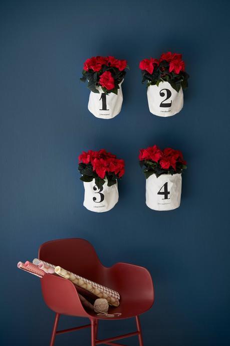 Stars for Europe navidad nórdica flor de pascua estrella de Navidad diy decoración navideña decoración navidad decoración interiores Calendarios de adviento con poinsettias blog decoración nórdica 