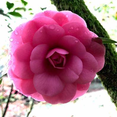 Ruta de la Camelia: El jardín de La Saleta en otoño, del 1 al 30 de noviembre de 2016. Camellia Route: Saleta's Garden in autumn, November, 1-30, 2016.