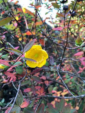 Ruta de la Camelia: El jardín de La Saleta en otoño, del 1 al 30 de noviembre de 2016. Camellia Route: Saleta's Garden in autumn, November, 1-30, 2016.