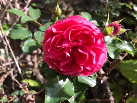 Ruta de la Camelia: El jardín de La Saleta en otoño, del 1 al 30 de noviembre de 2016. Camellia Route: Saleta's Garden in autumn, November, 1-30, 2016.