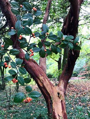 Ruta de la Camelia: El jardín de La Saleta en otoño, del 1 al 30 de noviembre de 2016. Camellia Route: Saleta's Garden in autumn, November, 1-30, 2016.