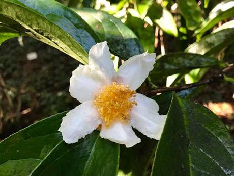 Ruta de la Camelia: El jardín de La Saleta en otoño, del 1 al 30 de noviembre de 2016. Camellia Route: Saleta's Garden in autumn, November, 1-30, 2016.