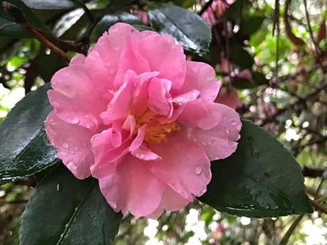 Ruta de la Camelia: El jardín de La Saleta en otoño, del 1 al 30 de noviembre de 2016. Camellia Route: Saleta's Garden in autumn, November, 1-30, 2016.