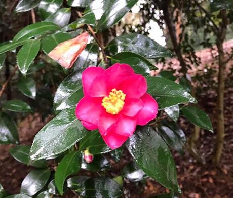 Ruta de la Camelia: El jardín de La Saleta en otoño, del 1 al 30 de noviembre de 2016. Camellia Route: Saleta's Garden in autumn, November, 1-30, 2016.