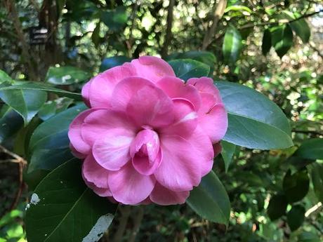 Ruta de la Camelia: El jardín de La Saleta en otoño, del 1 al 30 de noviembre de 2016. Camellia Route: Saleta's Garden in autumn, November, 1-30, 2016.