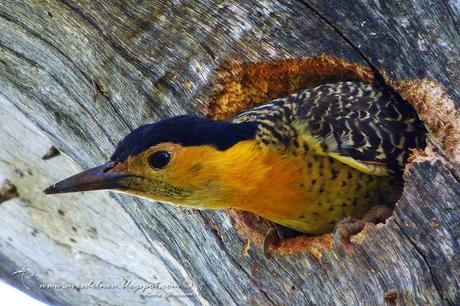 Carpintero campestre (Field Flicker) Colaptes campestris