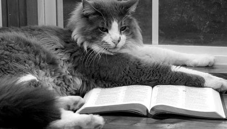 por que los gatos no aparecen en la biblia