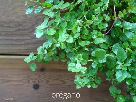 oregano