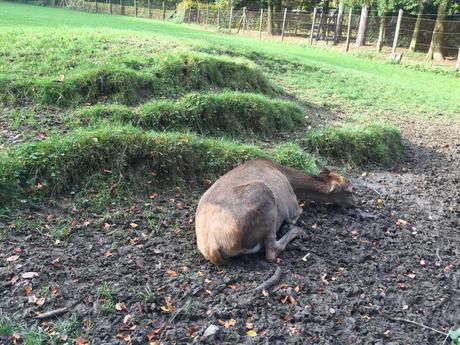 Wildpark: Animales salvajes en la ciudad de Düsseldorf